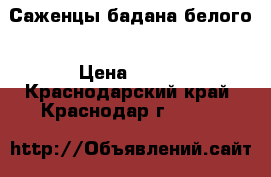 Саженцы бадана белого › Цена ­ 200 - Краснодарский край, Краснодар г.  »    